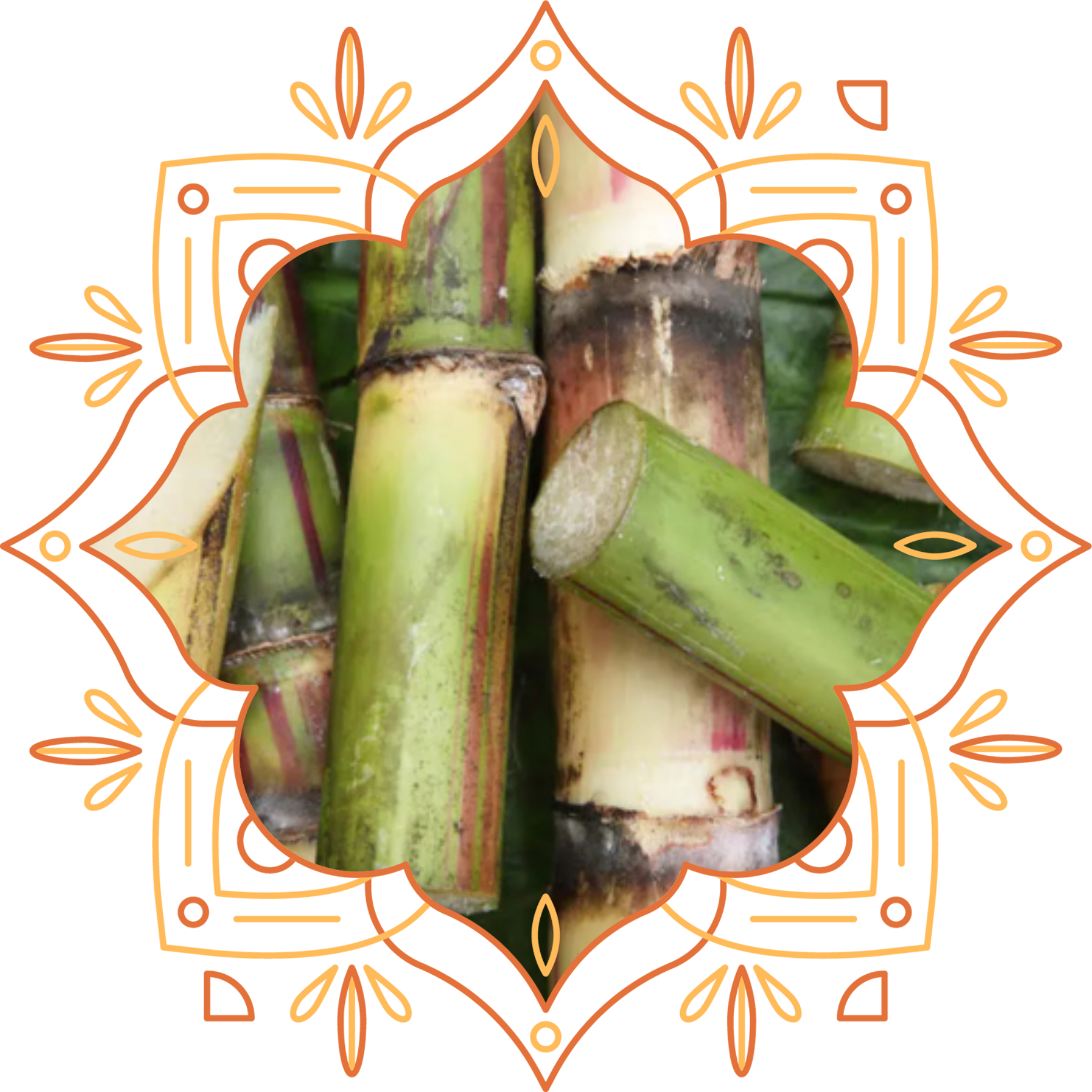 Sugarcane