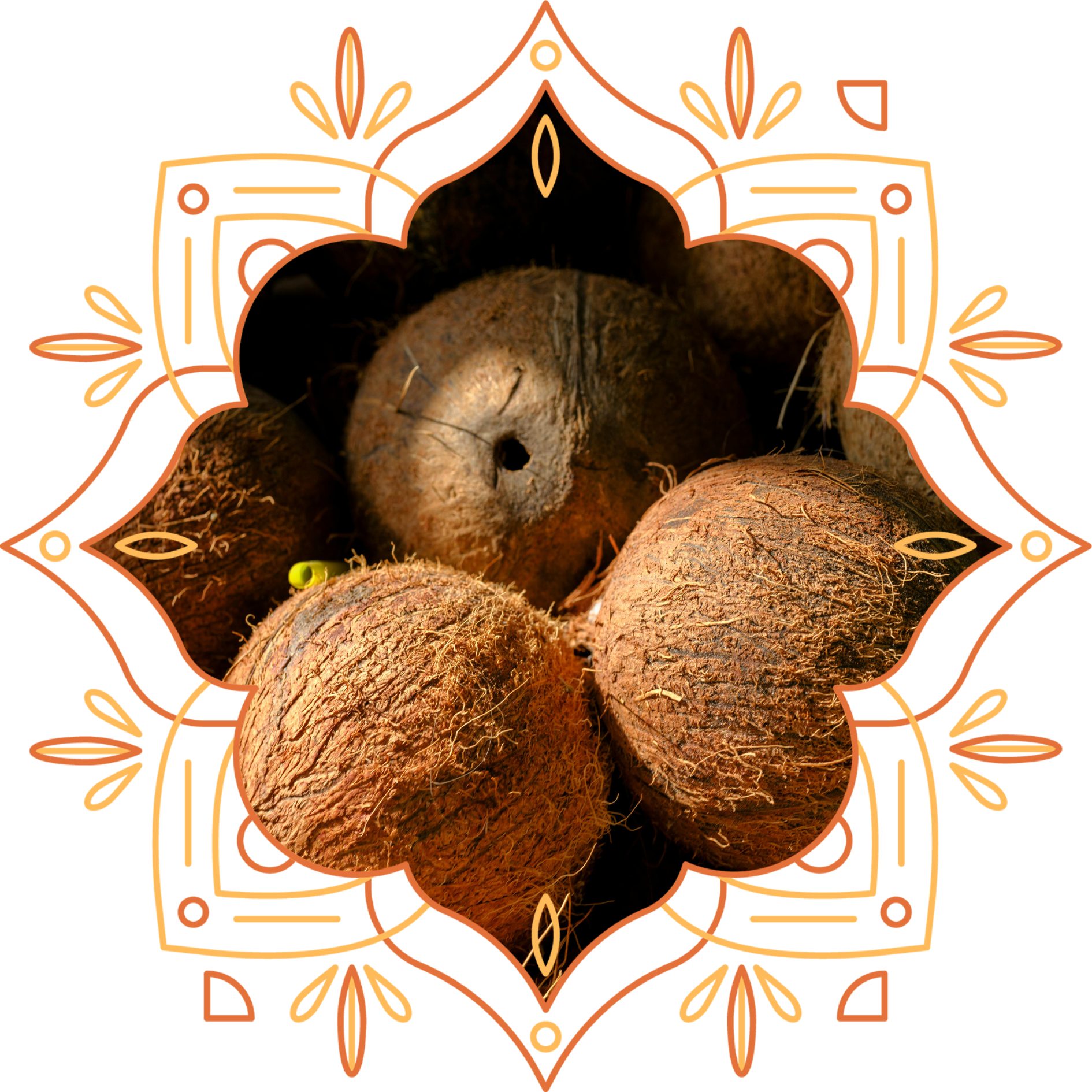 Coconut